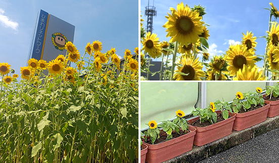 ひまわりの花壇の様子